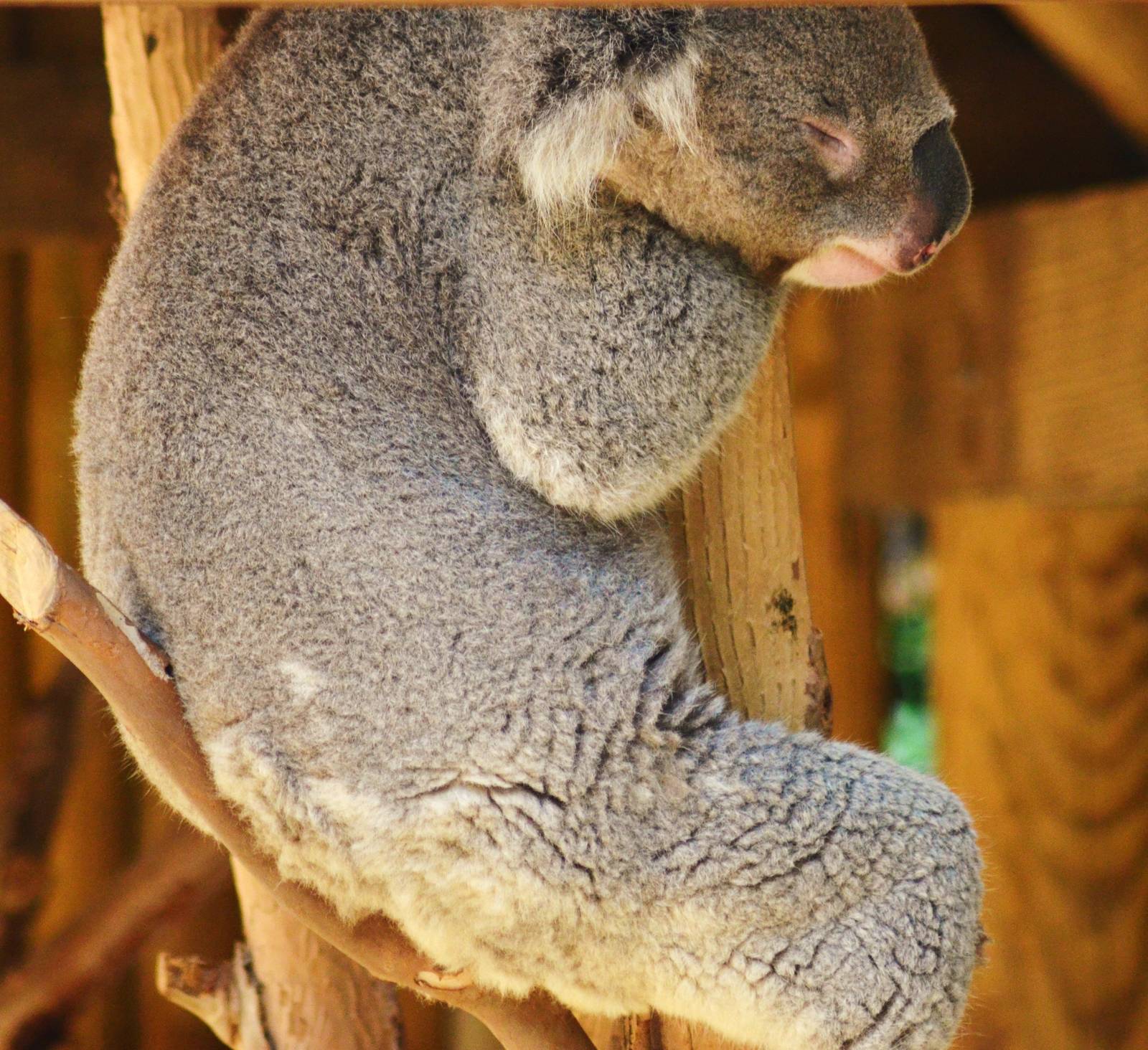Koala