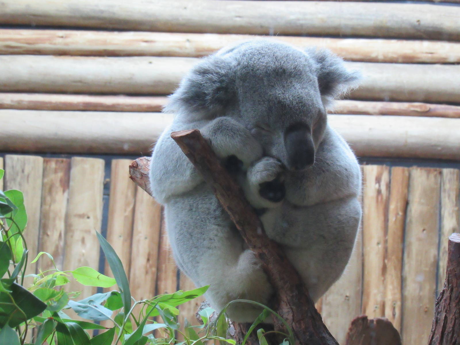 Koala