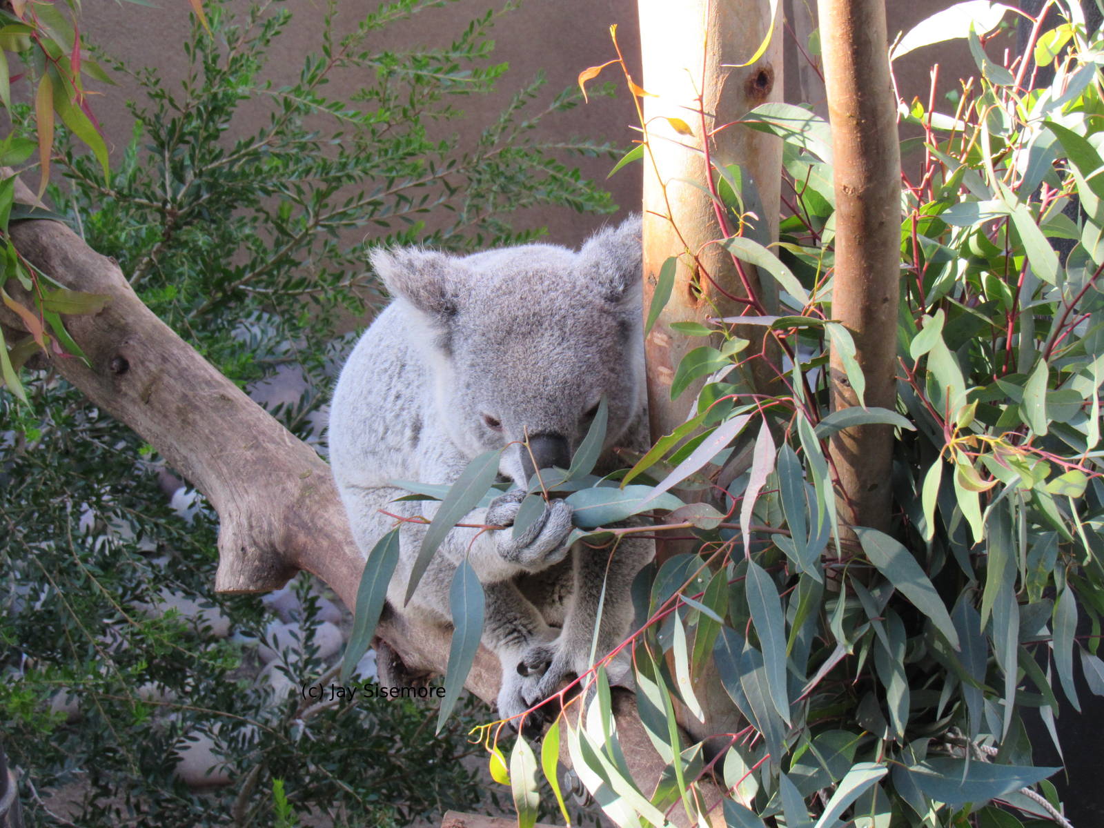 Koala