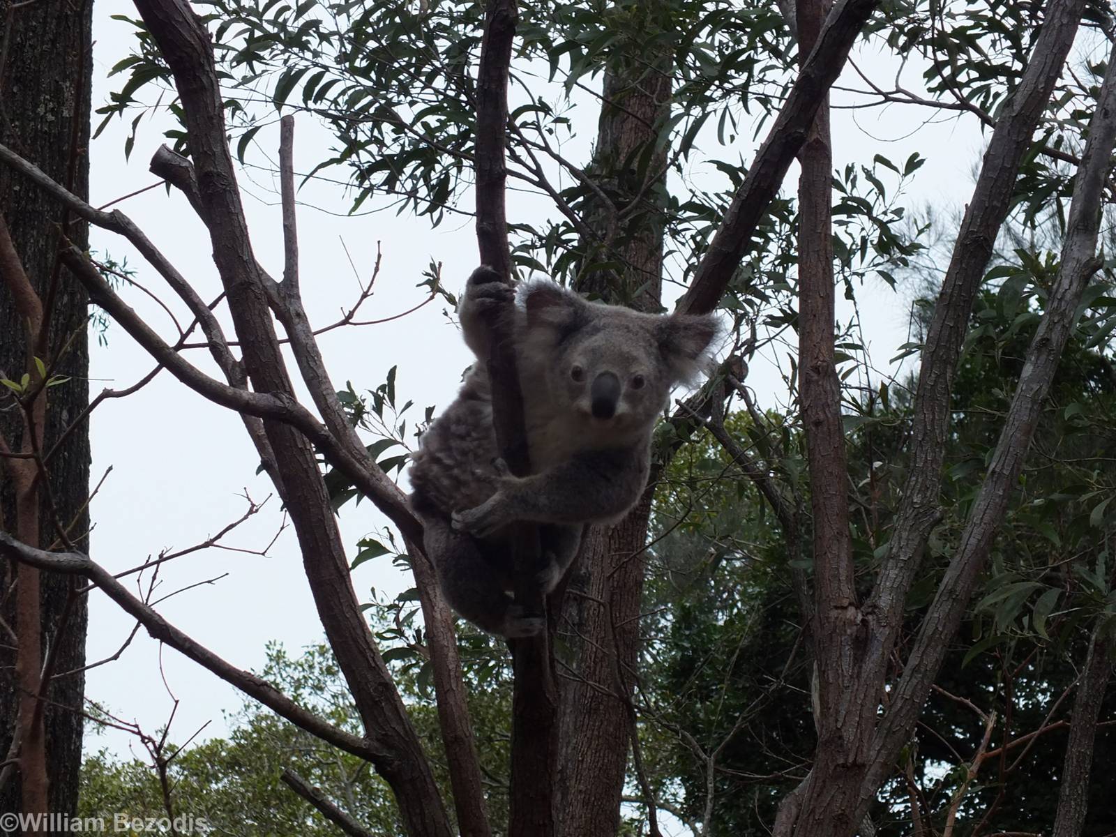 Koala