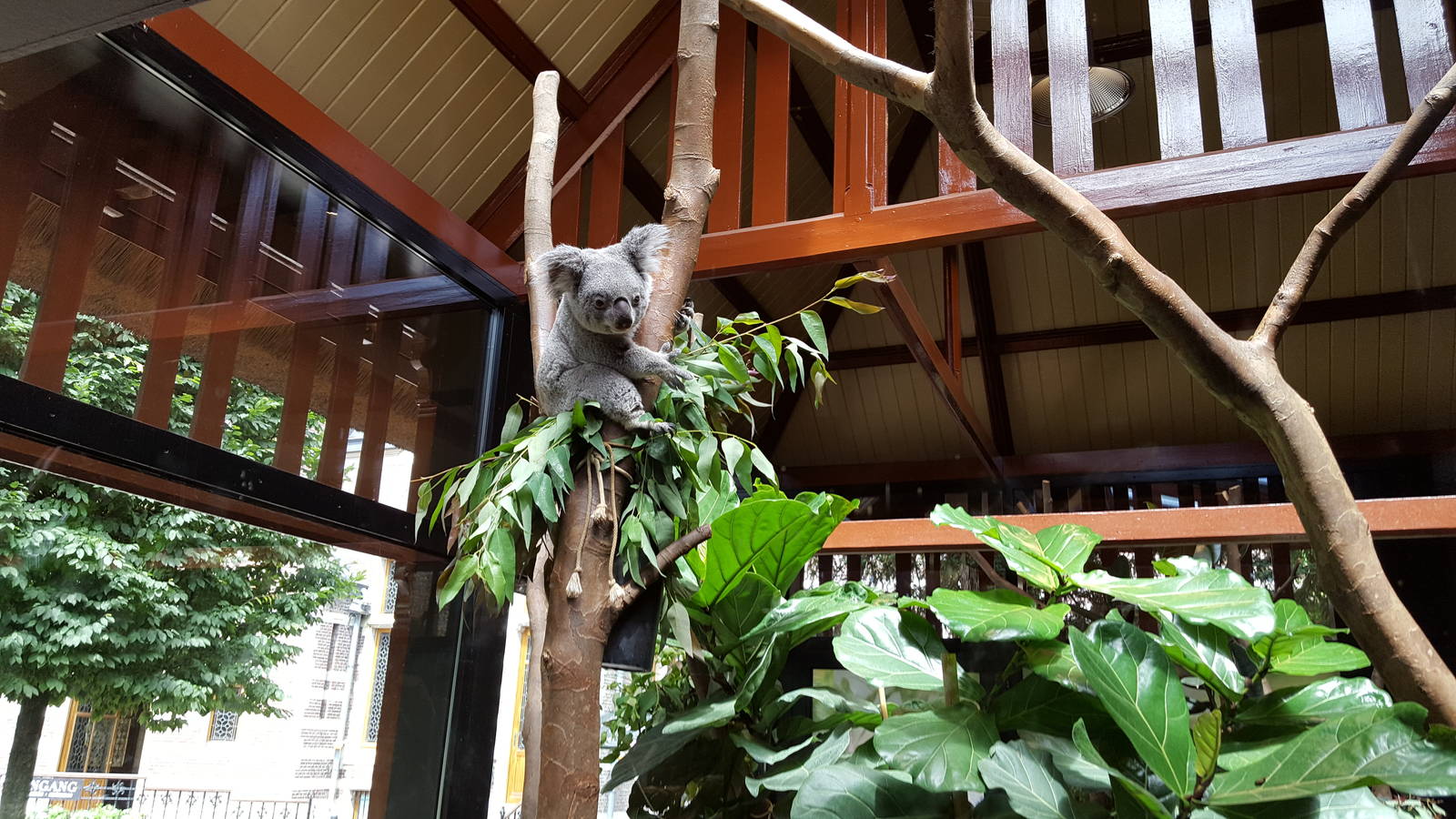 koala