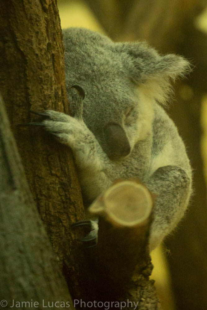Koala