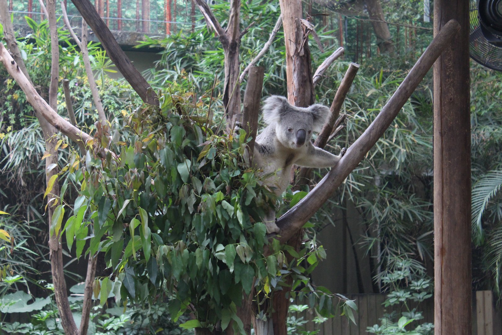 Koala
