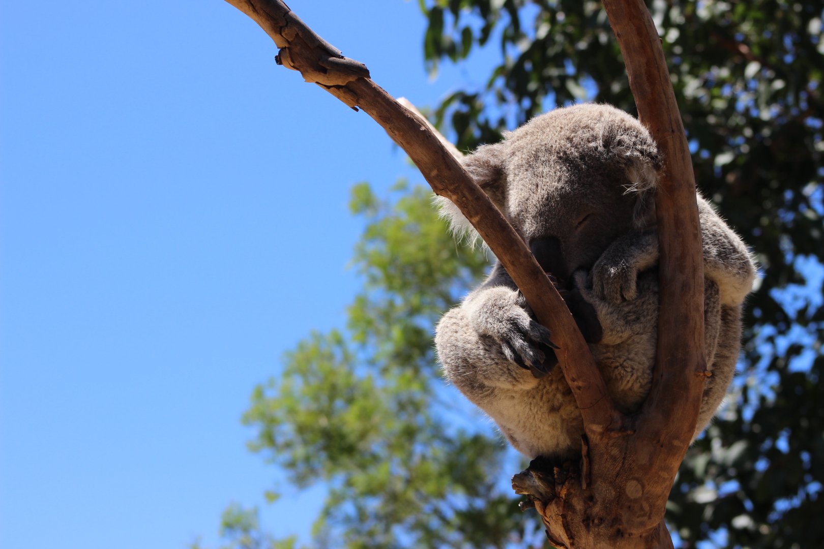 Koala