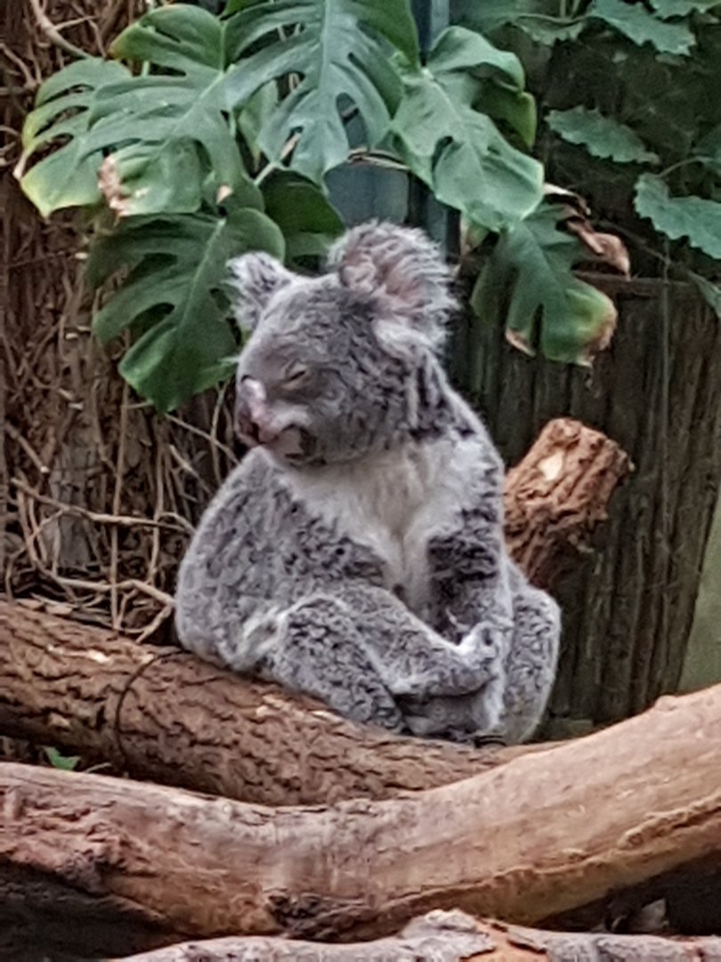Koala