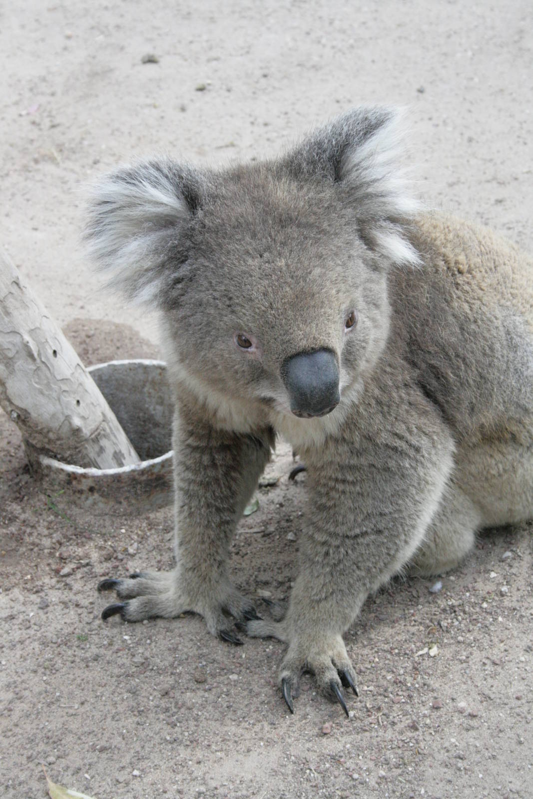 koala