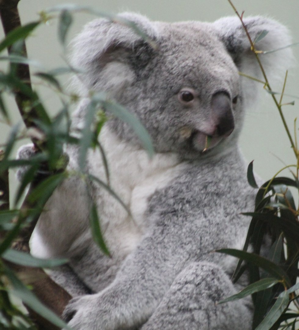 Koala