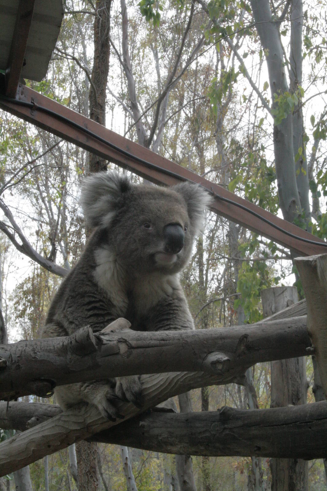 koala