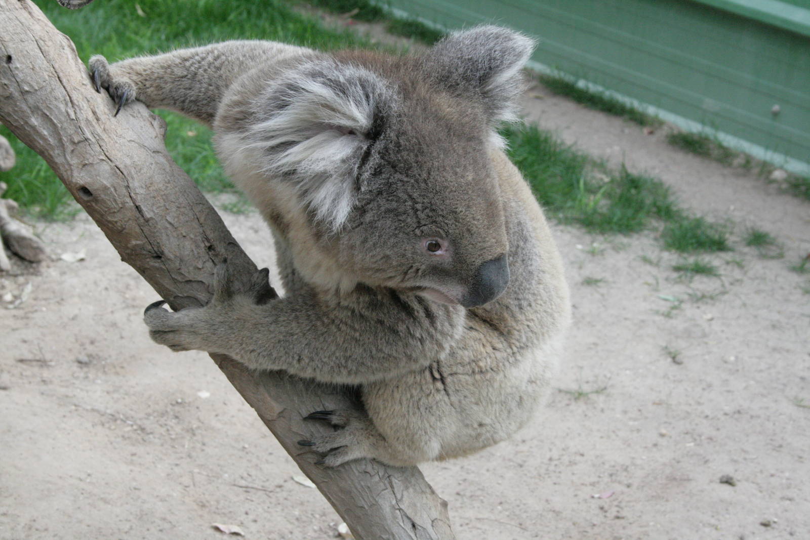koala