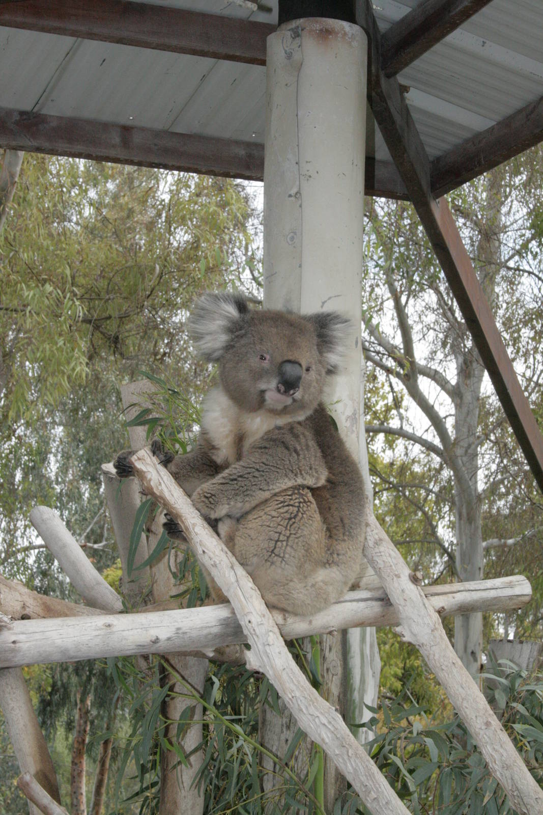 koala