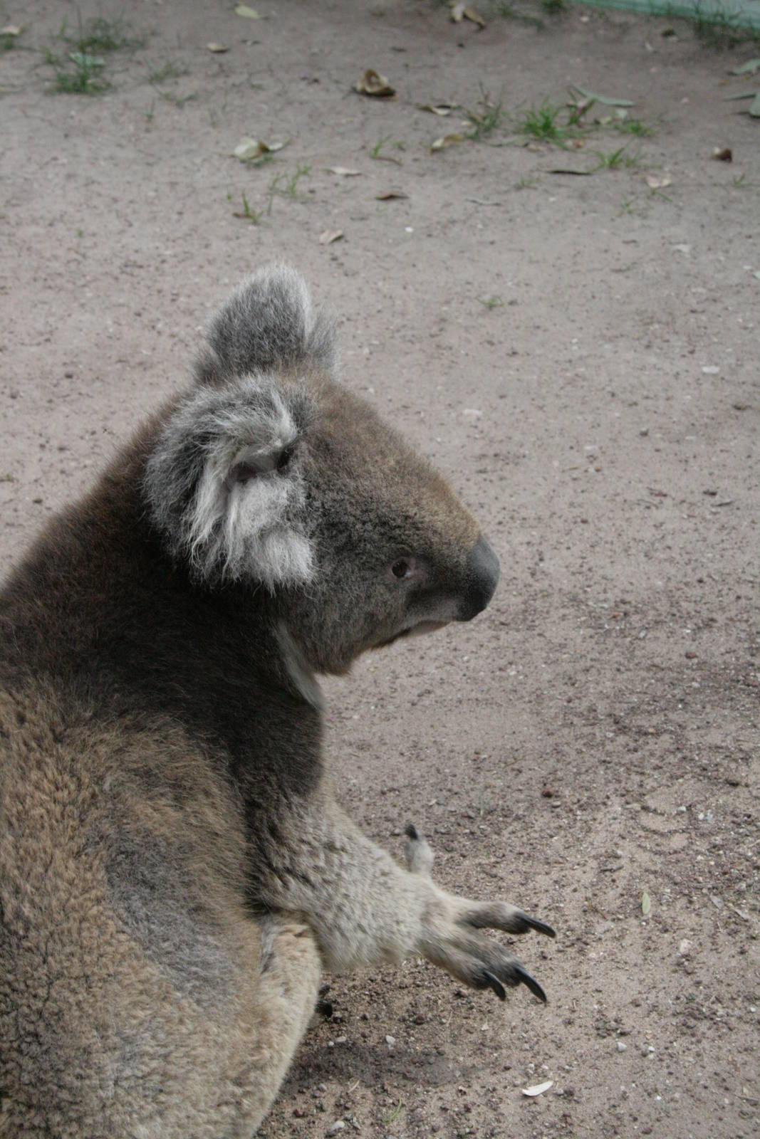 koala