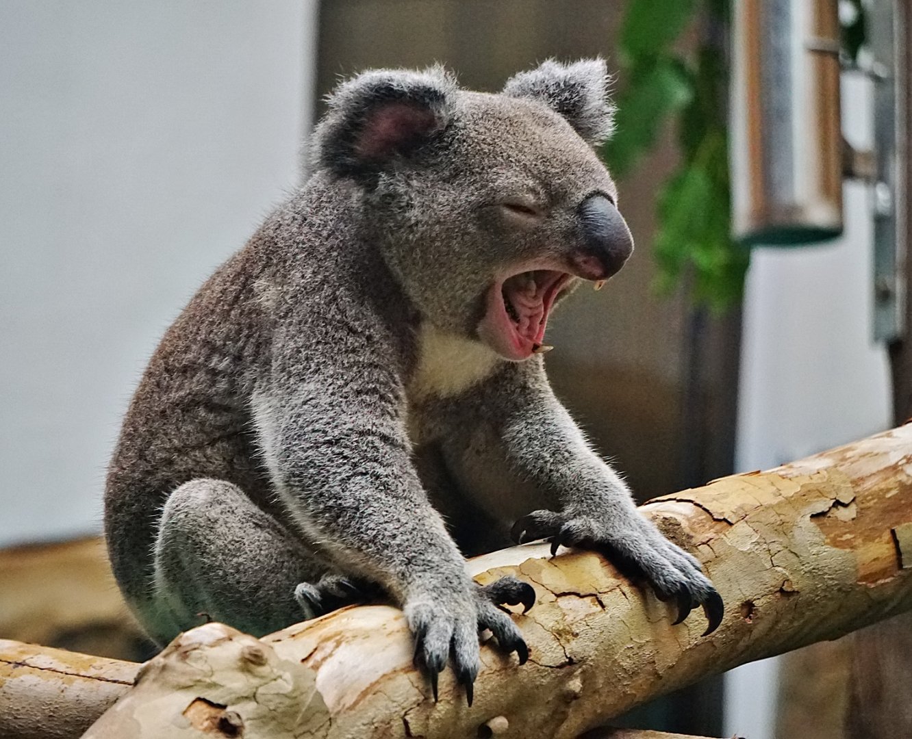 Koala