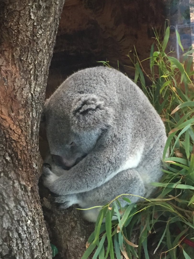 Koala