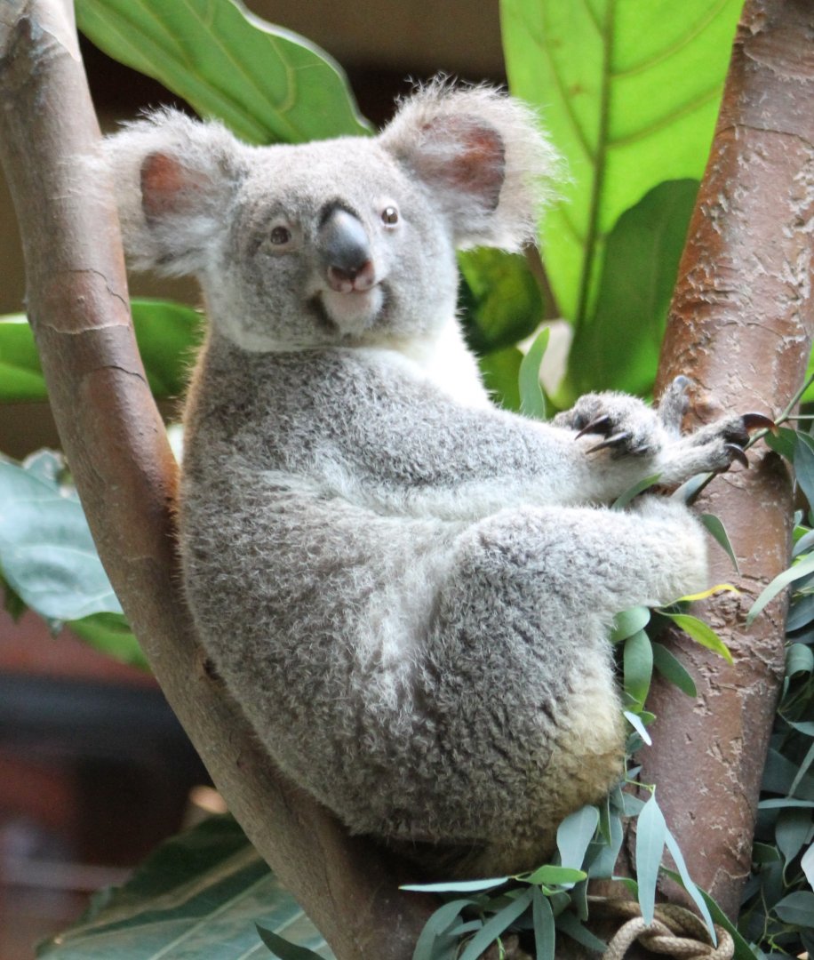 Koala