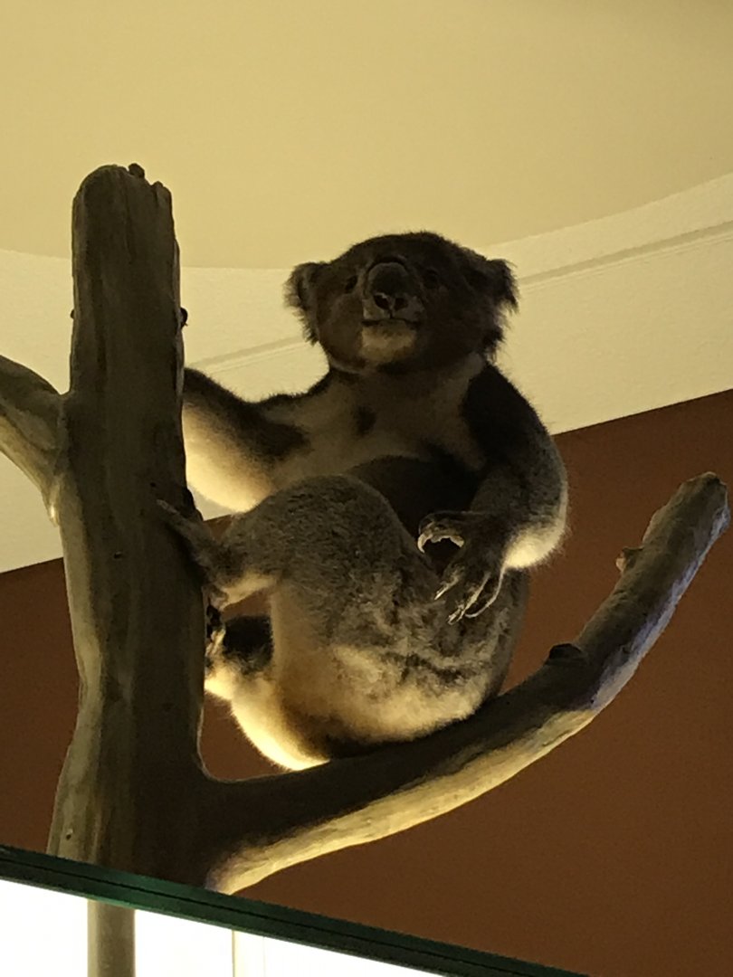 Koala