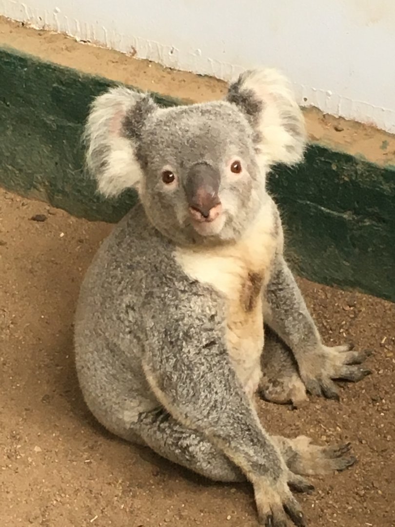 Koala