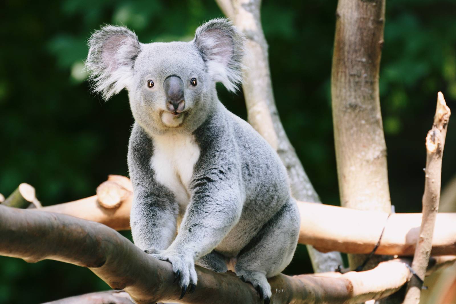Koala