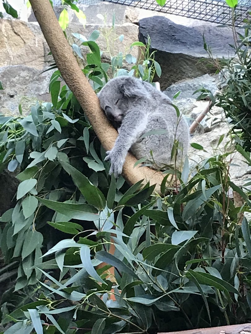 Koala