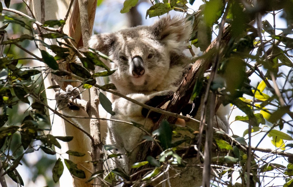 Koala