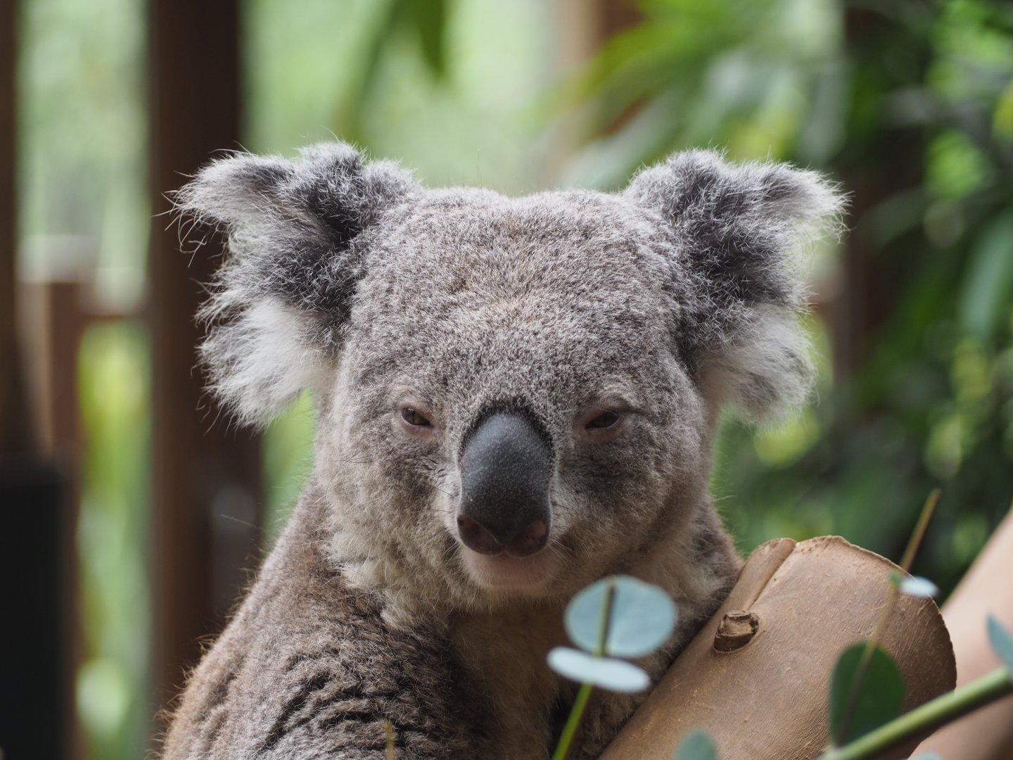 Koala