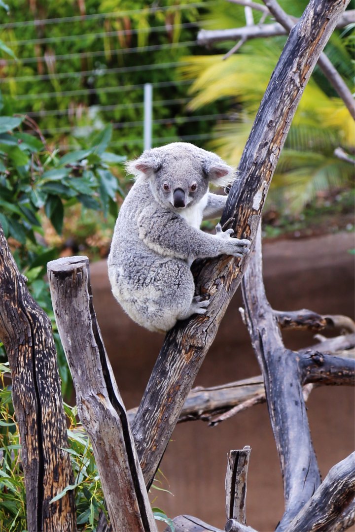 Koala