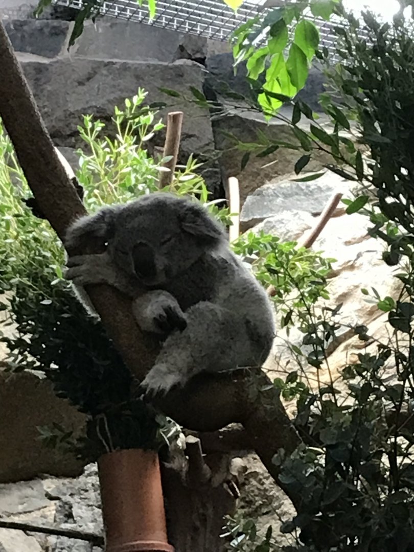 Koala