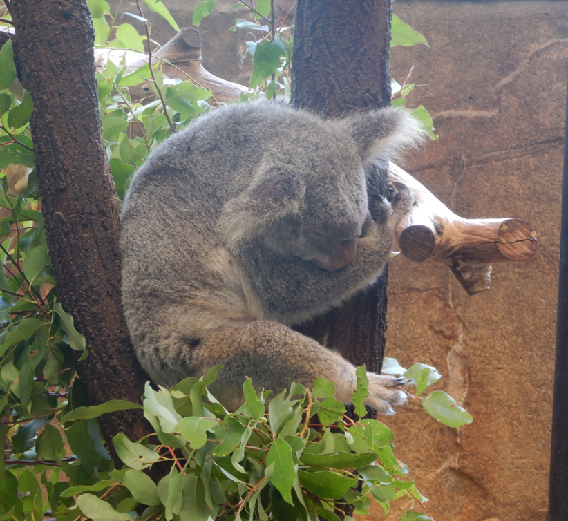 Koala