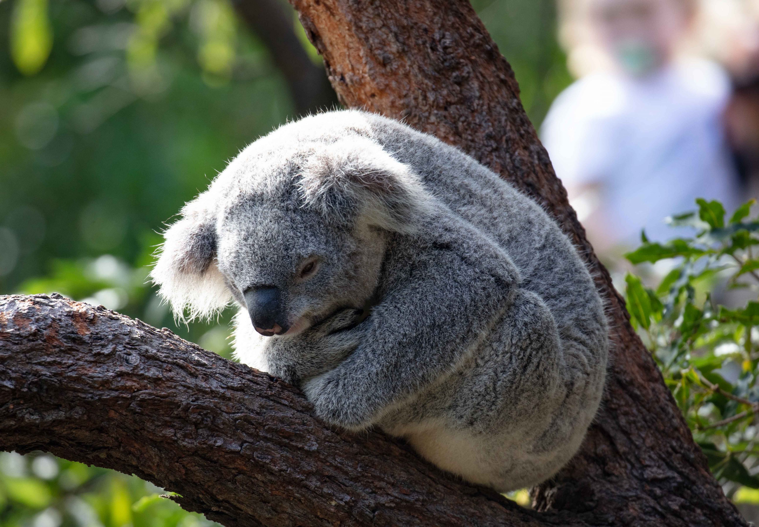 Koala