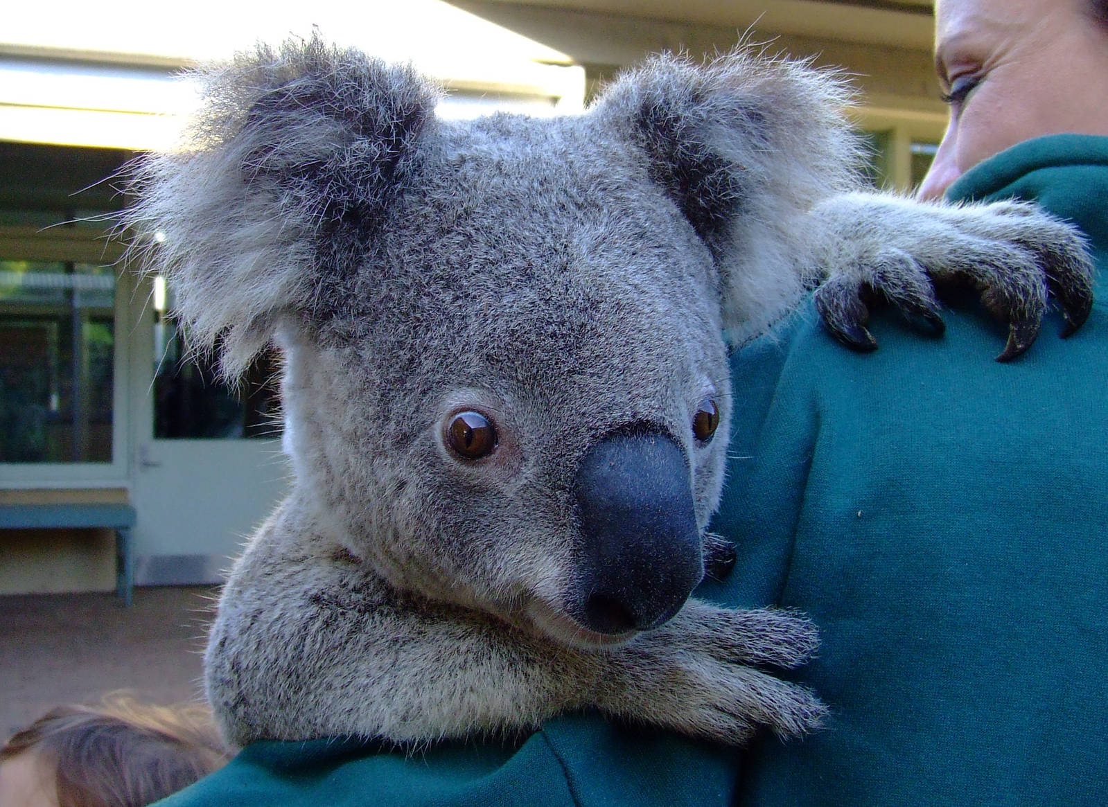 Koala