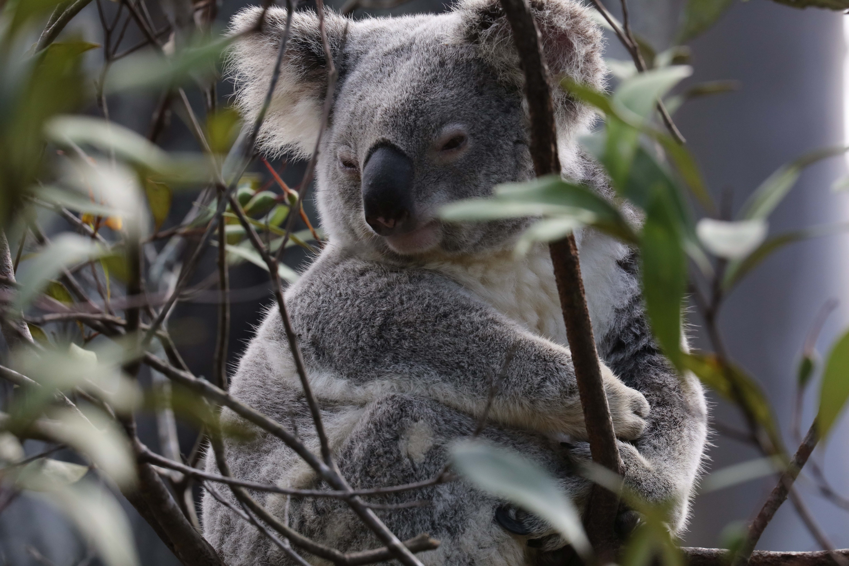 Koala
