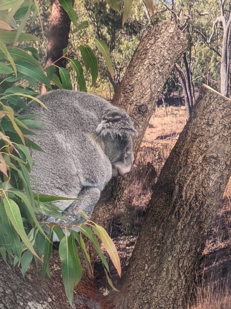 Koala