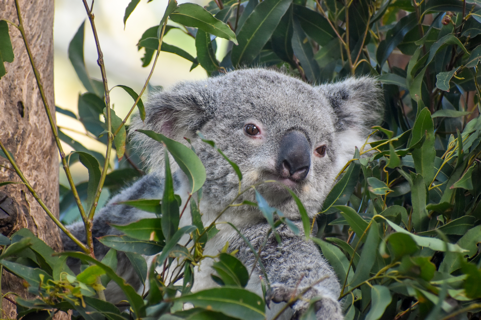 Koala