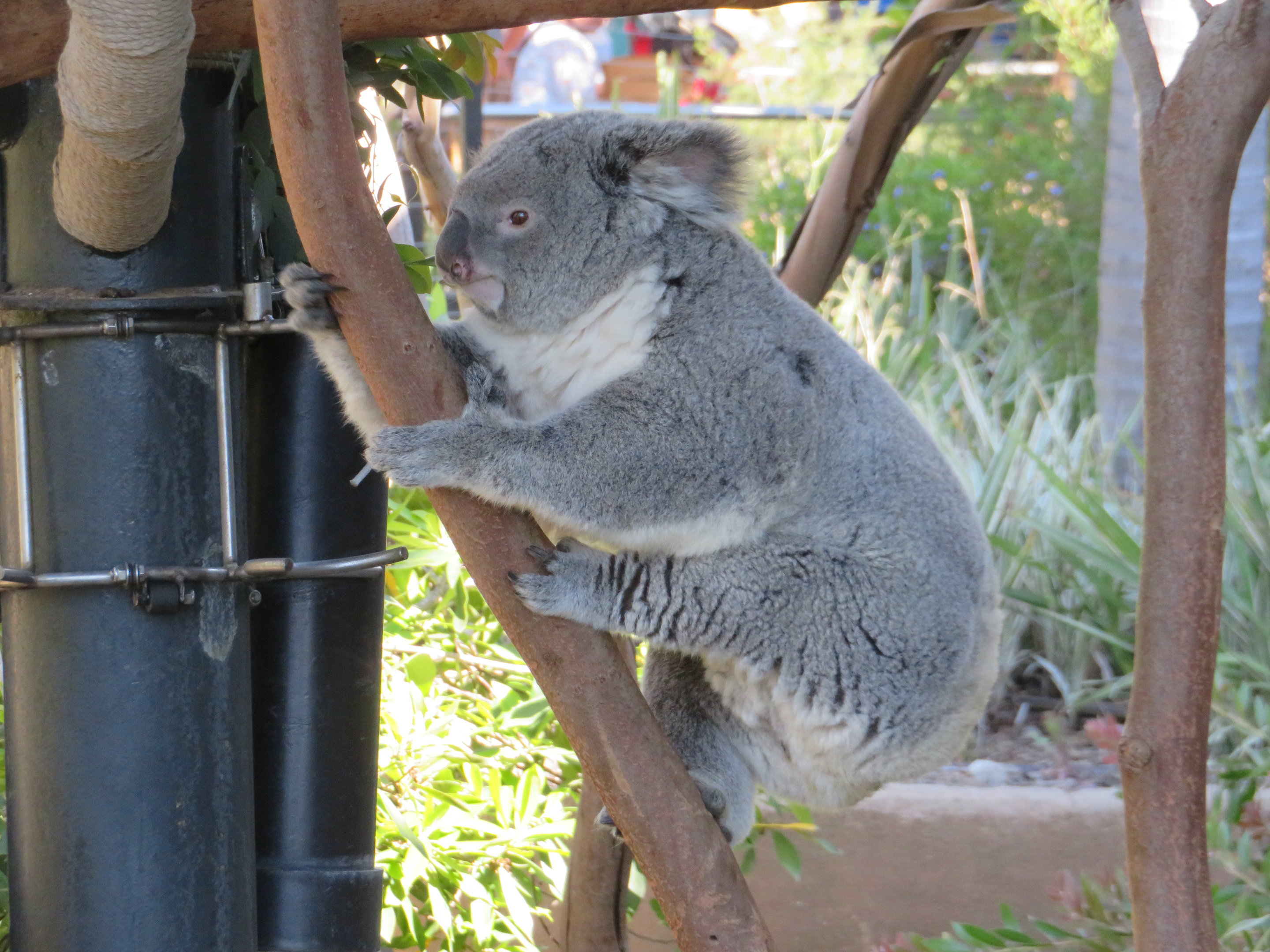 Koala