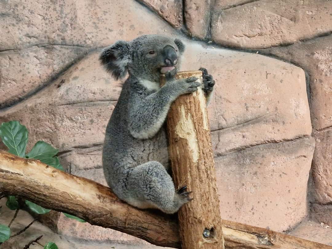 Koala