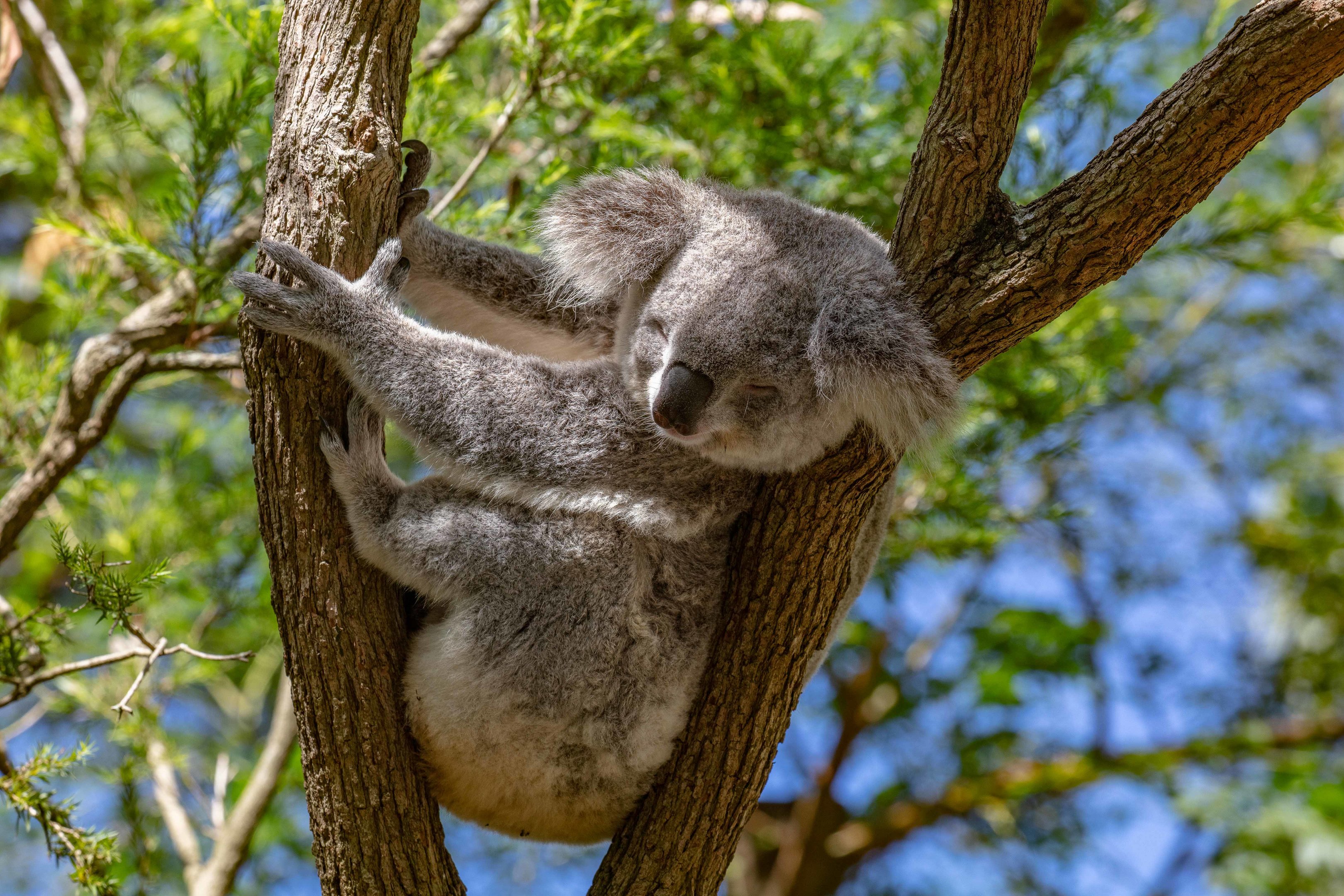Koala