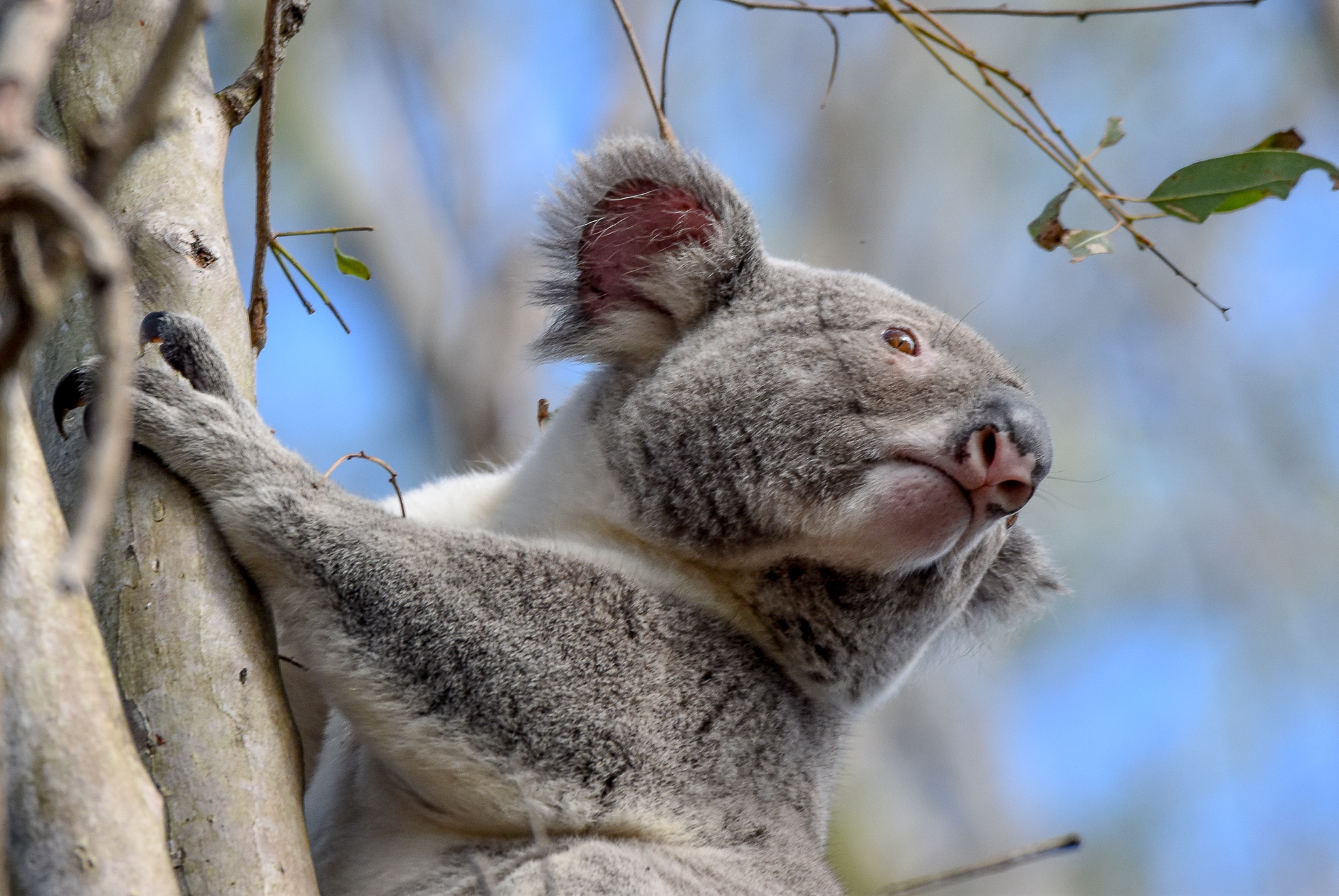 Koala