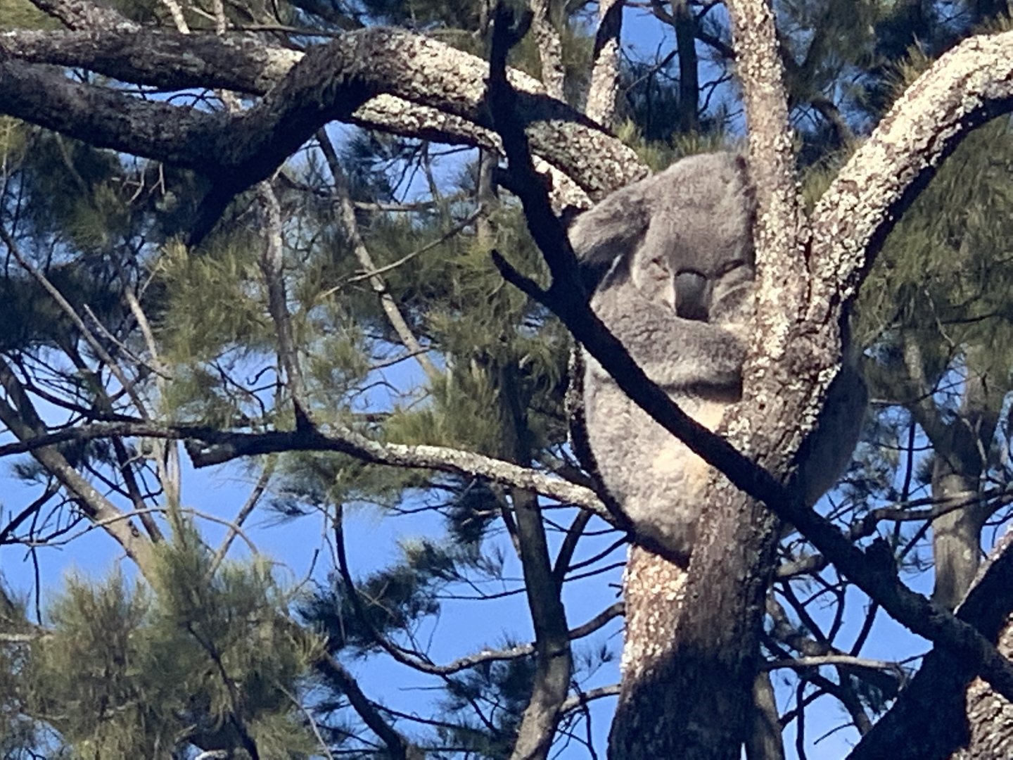 Koala