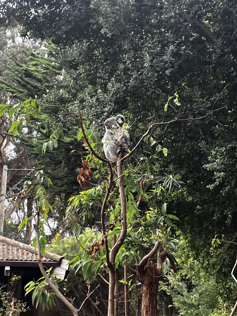 Koala