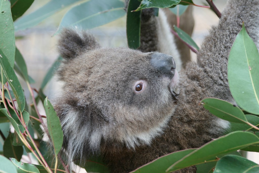 Koala