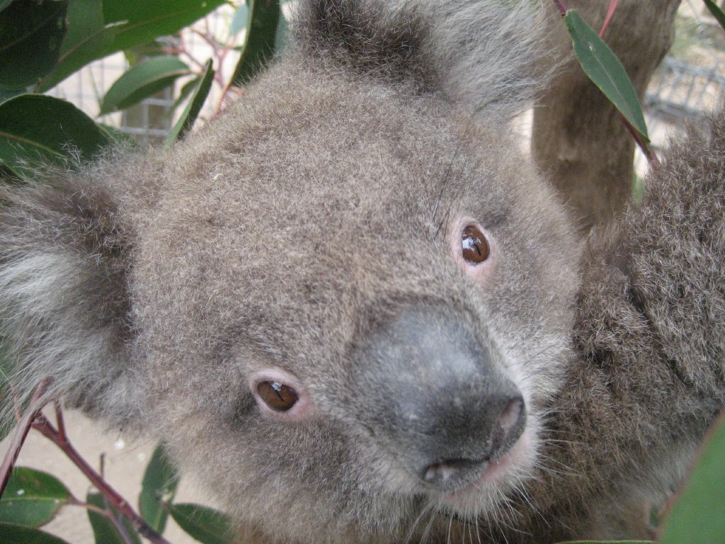 Koala