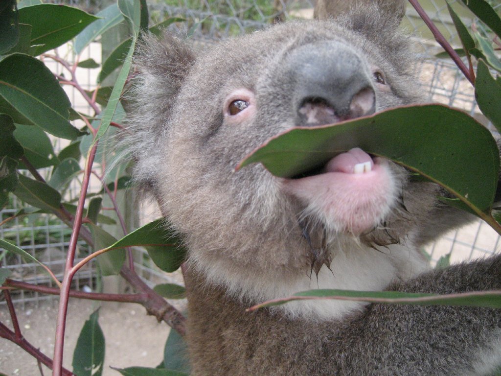 Koala