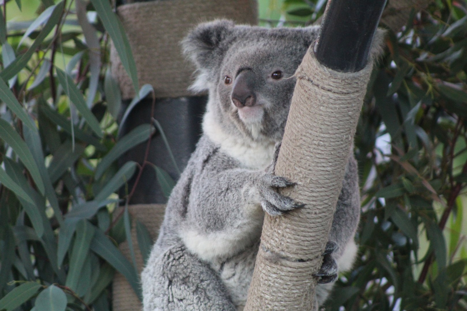 Koala