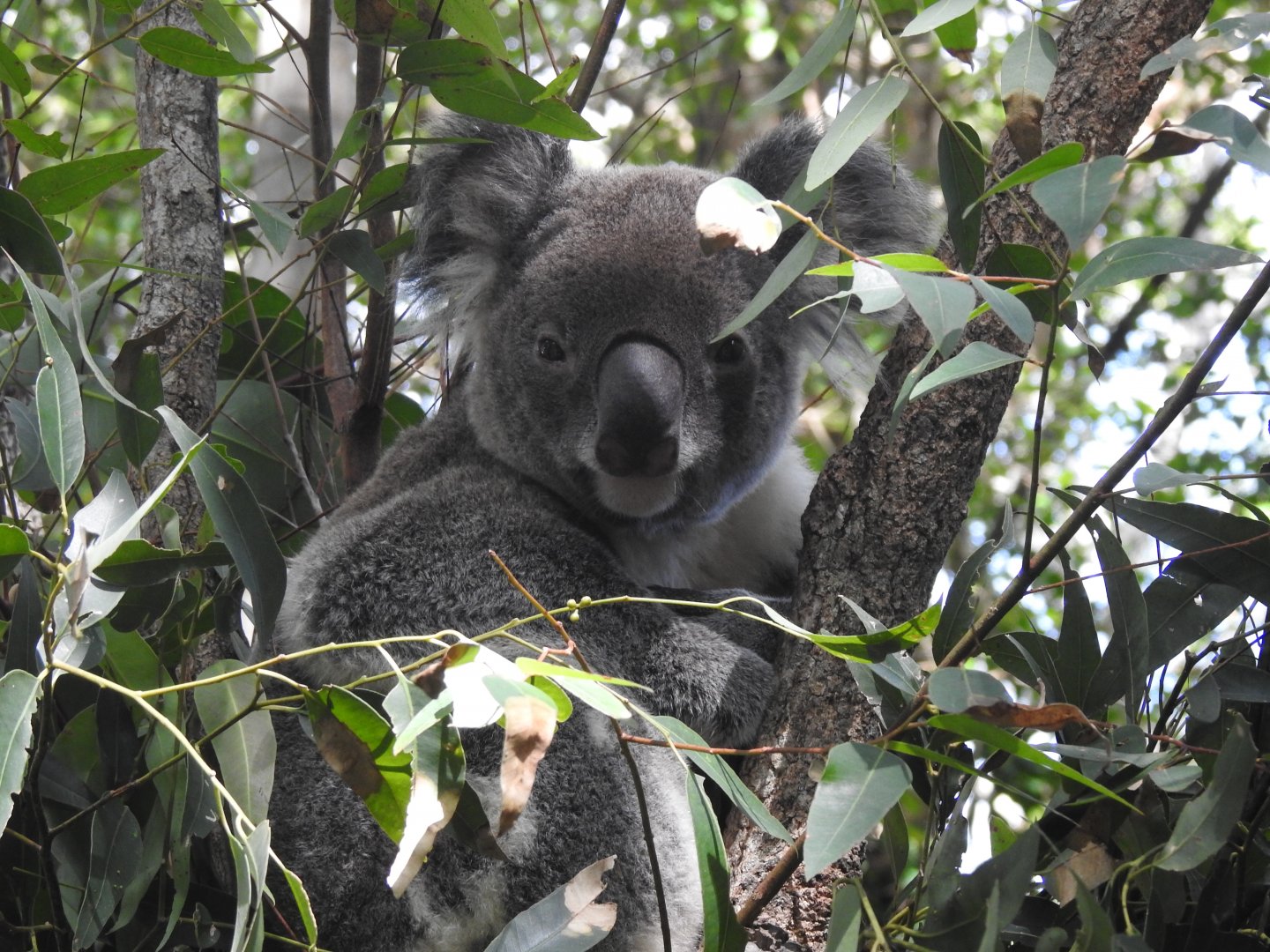 Koala