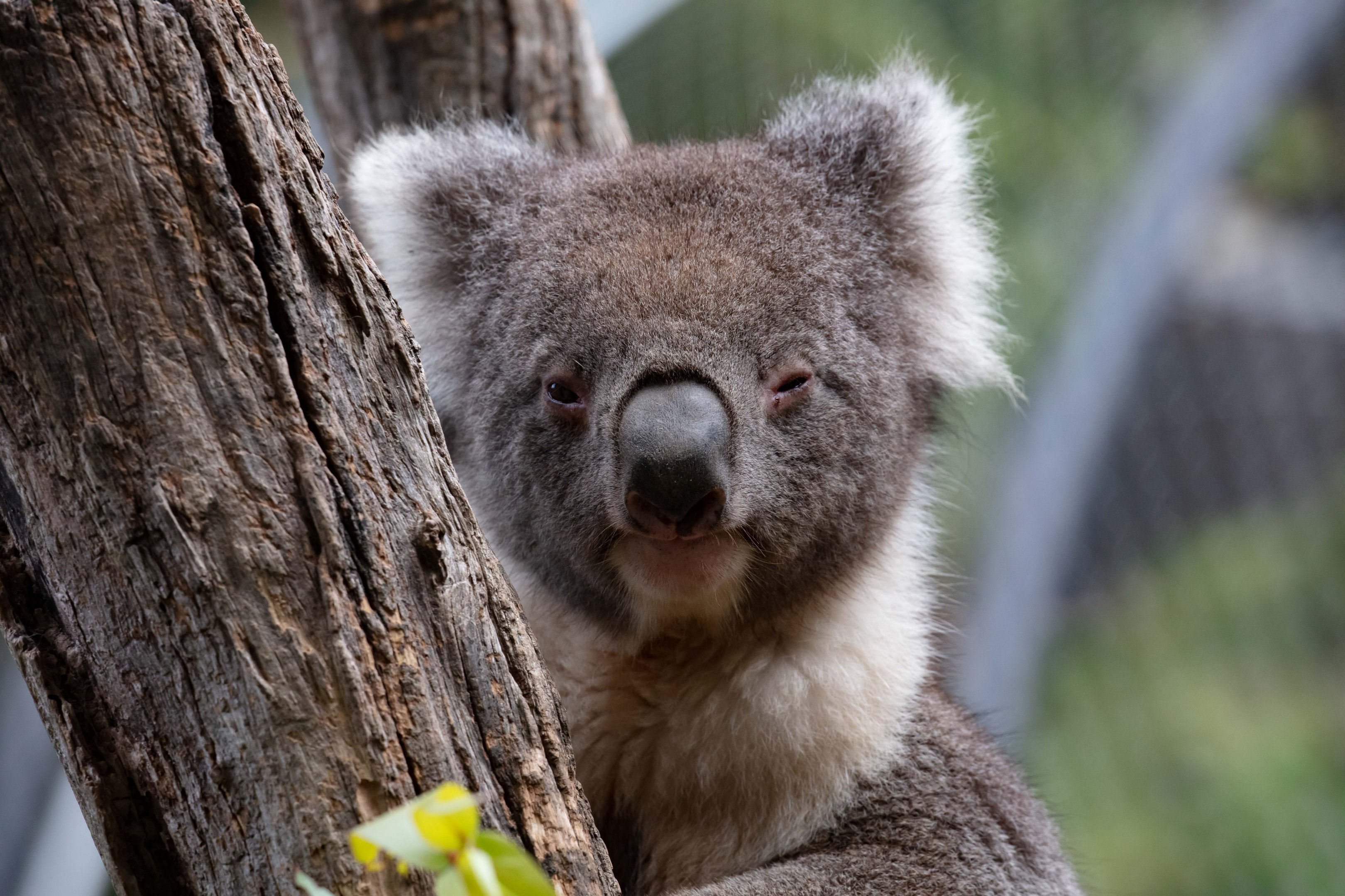 Koala