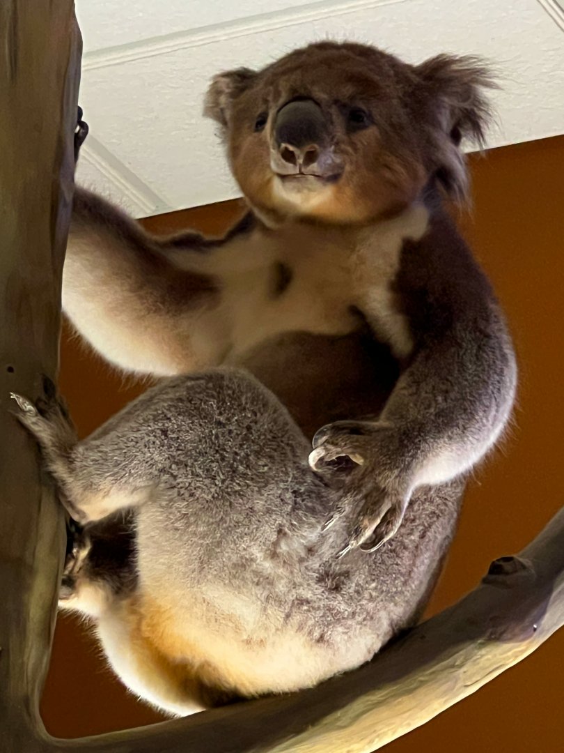 Koala