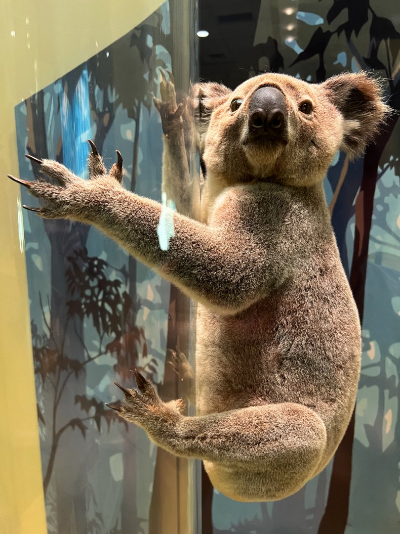 Koala