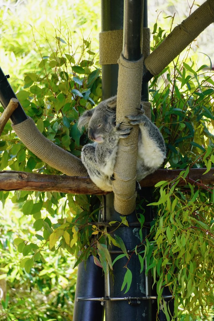 Koala