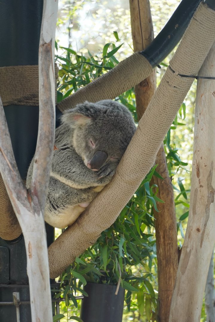 Koala