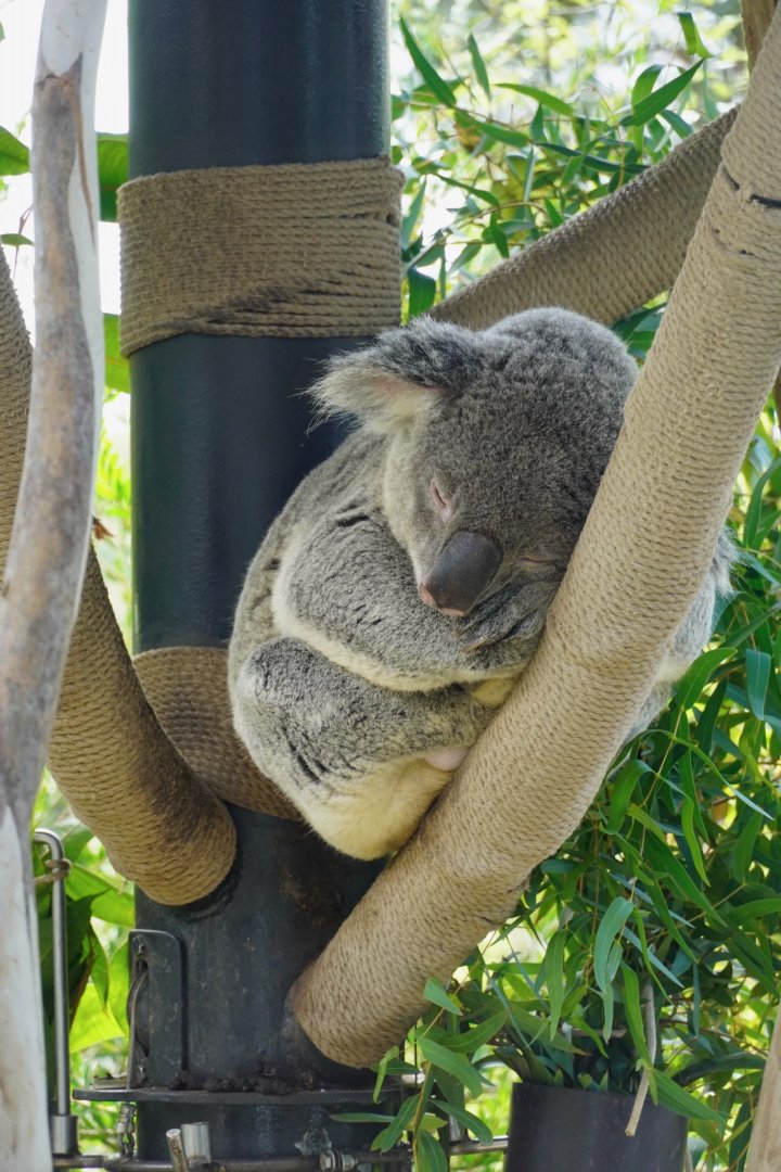 Koala