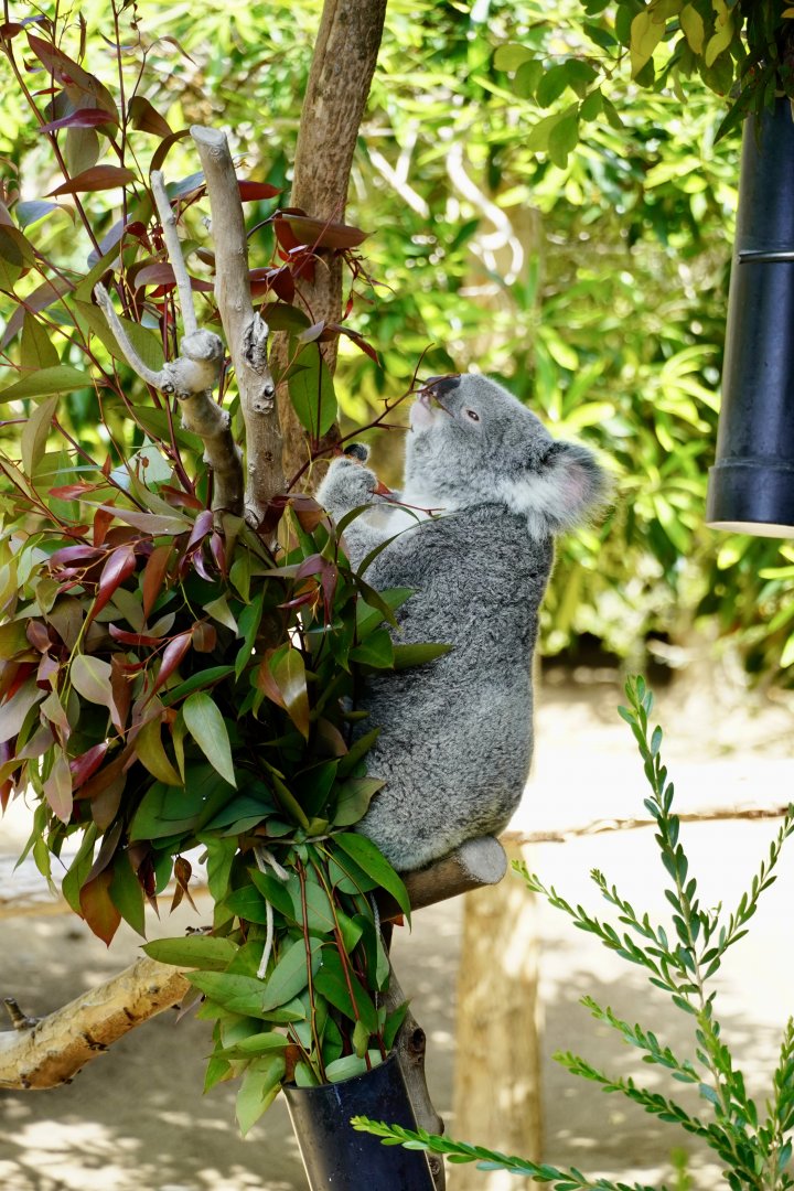 Koala